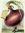Mellon Collie