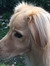 Anouk
