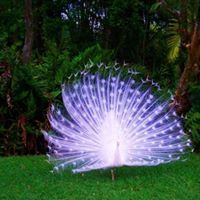 Charulatha Dhanasekaran