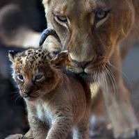 صلاح الشينى