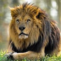 امير البورت