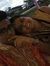 Adesh P...