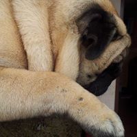 Puggo Shenoy