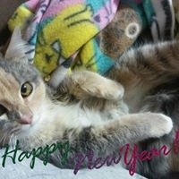 Sheri Schultz-Hillard