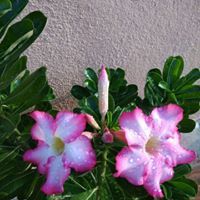 Ramesh Naidu-Srujana