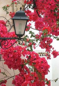 علاء الغانم