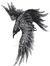 Raven