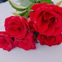 Hương Trần