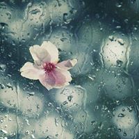 رويدة قنيبي