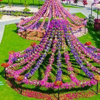 Nawal Ahmed
