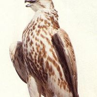 الملاح الفصيح