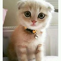 Э. Бадамханд