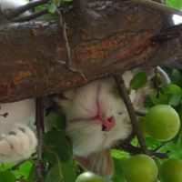 Alexandru Tiberius Butoi