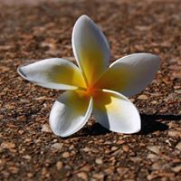 ناظم الحافظ