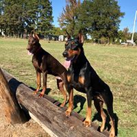 Алёна Аркадия