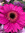 Marcella | 3 comments