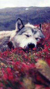 Midniteandwolves