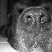 Timothée Mouskhelichvili