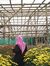 Annisa ...