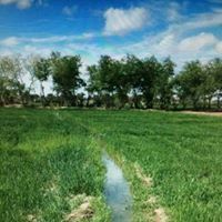 عمار عبد الحميد