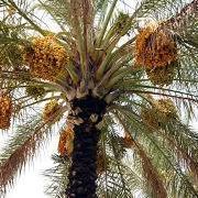 الشيخ الاسدي