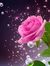 Shree J...