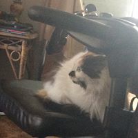 Barbara Checket-Hanks