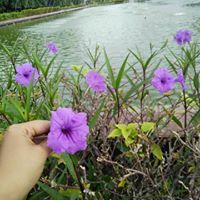 Dewsukma Dewsukma