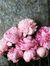 Razan H...