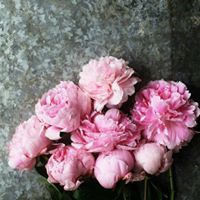 Razan Haymoor
