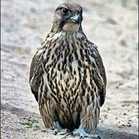 احمد الشاعري