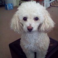 Dianne Lacey Engledow