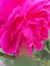 Bunga Pink