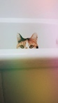 Viv