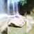 Anaan Sayed