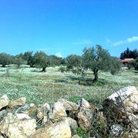 Islaih Islaih