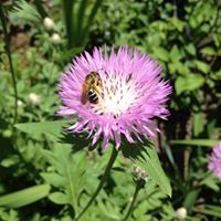 Янина Копытько