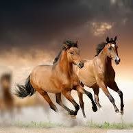 العاديات للصيانة