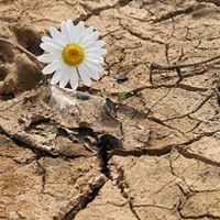 حمزة سالم الهوش