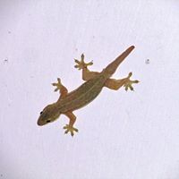 Frederick Situmorang