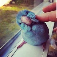 ريڨان راكان