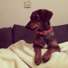 Σοφία Ταϊγανίδου