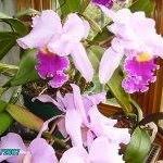 willinda powell-gray