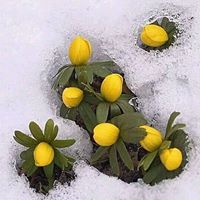 Canan Salman