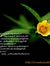 Gopan K...