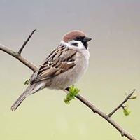 மனம் விரும்புதே