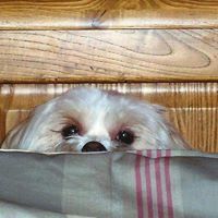 Sherri Mitchell Taylor