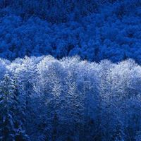 عباس الشمري