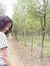 နန္းေကသ...