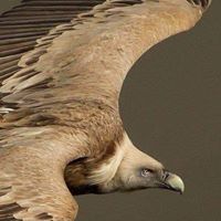 النسر السويسى